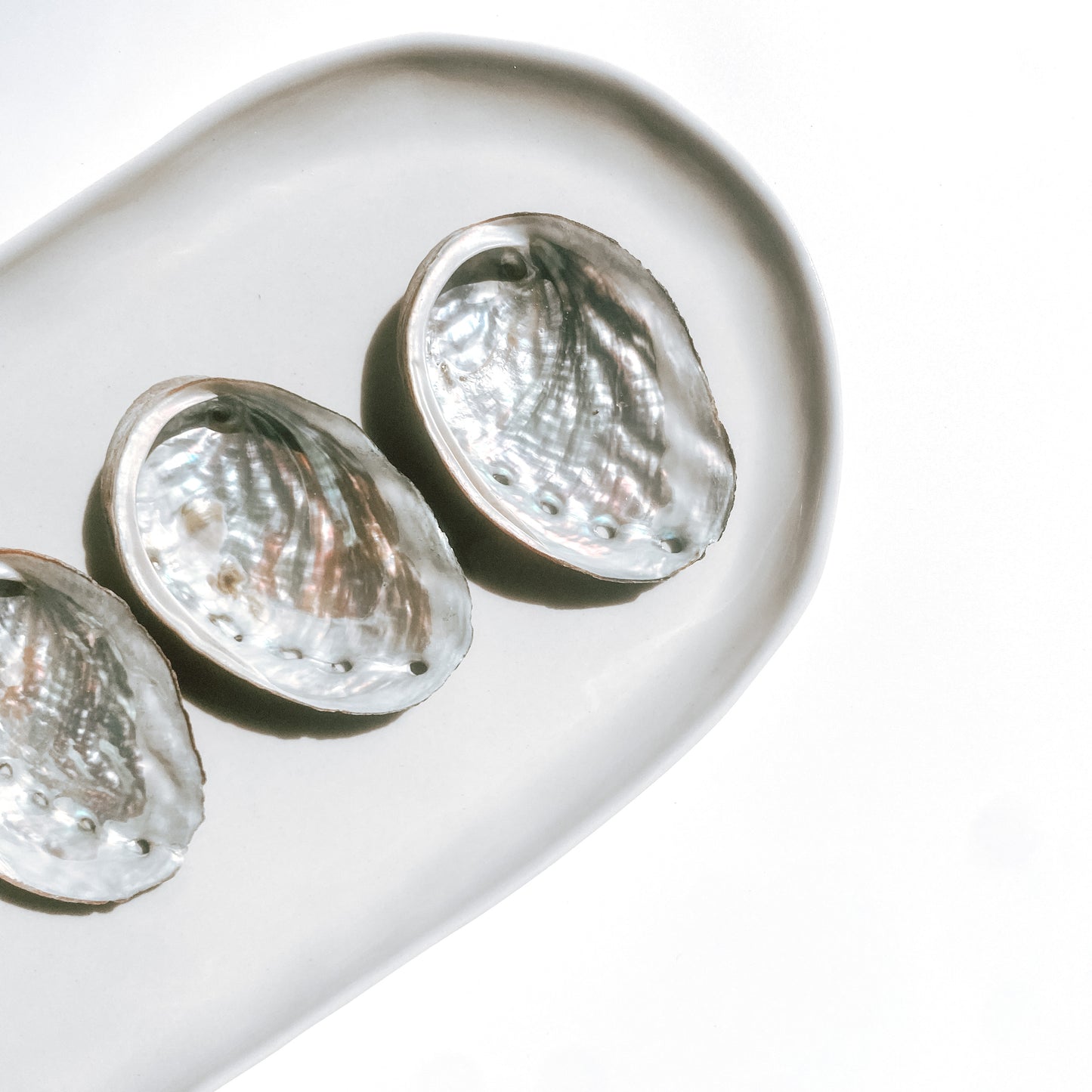 Abalone Shell - Polished one side / Small