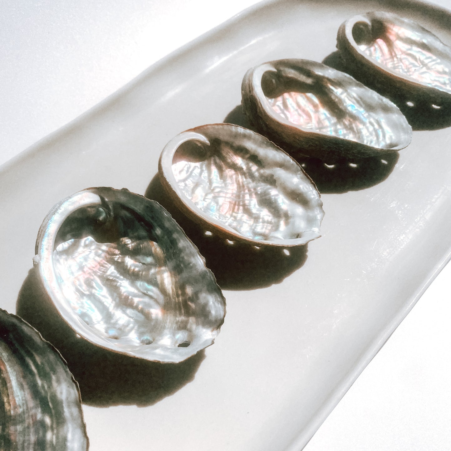 Abalone Shell - Polished one side / Small