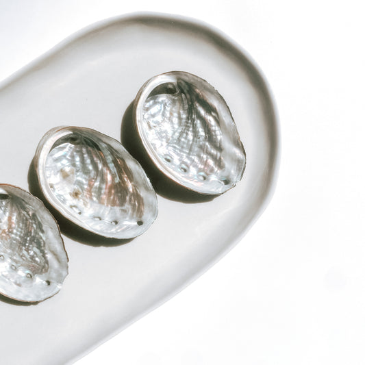 Abalone Shell - Polished one side / Small